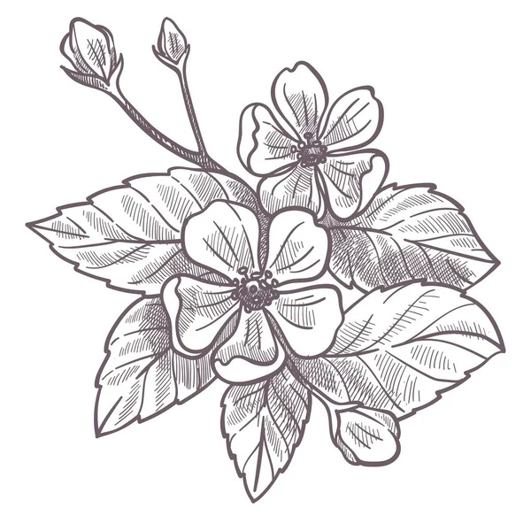 부드러운 꽃잎과 대통령 벚나무의 모노크롬 스케치 딸기의 색깔없는 식물학적 다양성 — 스톡 벡터