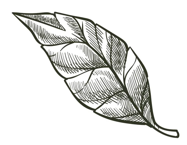 보타니와 관목의 아이콘 식물의 스케치 스타일의 — 스톡 벡터