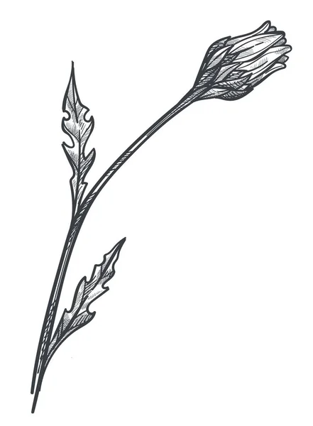 茎と葉で咲くカモミールの花 フローラ 壊れやすい植物の孤立した花 ワイルドフラワーの装飾 孤立したタンポまたはマルグリット モノクロのスケッチアウトライン フラットスタイルのベクトル — ストックベクタ
