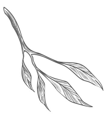 Yaprakları olan ağaç dalı, yaprakları olan izole bir dal. Kırsal ve doğal bitki büyümesi, sulu bitki örtüsü. Renksiz mevsimlik çiçek açması ve gelişmesi. Tek renkli çizim taslağı. Düz biçimli vektör