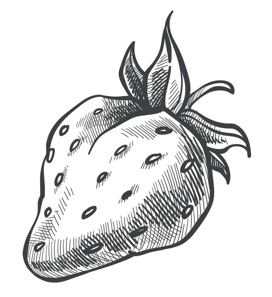 成熟草莓果实 叶和籽 孤立的象征着富含维生素和矿物质的水果 健康饮食 营养和季节性食物 单色草图轮廓 扁平法向量 — 图库矢量图片