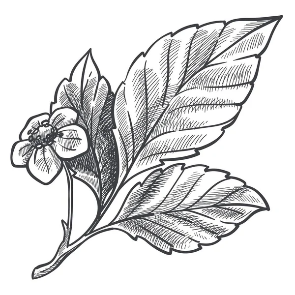 Zahradnictví Pěstování Pěstování Jahodníku Izolovaný Keř Listím Kvetoucími Květy Sklizeň — Stockový vektor