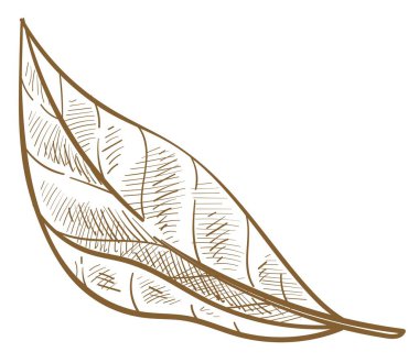 Bahar yaprakları ve doğal yapraklar, yaz mevsiminin yaprakları. Minimalist flora, ekolojinin ve organik üretimin sembolü. Vahşi doğa ve dekor, botanik monokrom taslak taslağı. Düz biçimli vektör