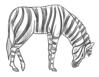 Zebra doğal ortamında vahşi bir hayvan, tarlada otlayan izole zebra. Binici memeli tek renkli robot resim çizimi, çizgili otçul atı besliyor. Düz biçimli vektör