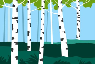 Park veya vadide yetişen huş ağaçlarının doğal manzarası. Doğa ve vahşi doğa, uzun bitkilerin, yemyeşil ve yaprakların olduğu sahne. Ormanın ahengi, sakin bir manzara. Düz biçimli vektör