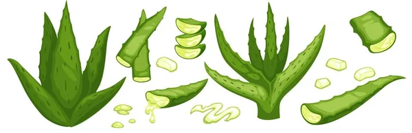 Hojas Aloe Vera Medicinal Con Espinas Follaje Aislado Con Gel — Vector de stock