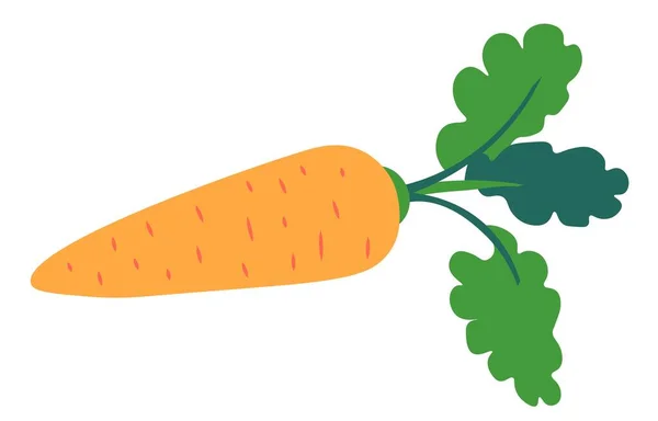 葉や茎を持つ生の野菜 料理やスナックとして使用される孤立熟したニンジン野菜 バランスの取れた栄養と食事 料理のための有機および天然成分の成長 平面ベクトル — ストックベクタ