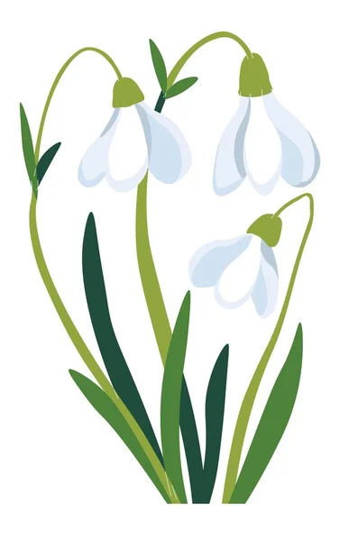 Blühende Schneeglöckchen Isolierte Frühlings Und Sommerflora Voller Blüte Blühende Pflanze — Stockvektor