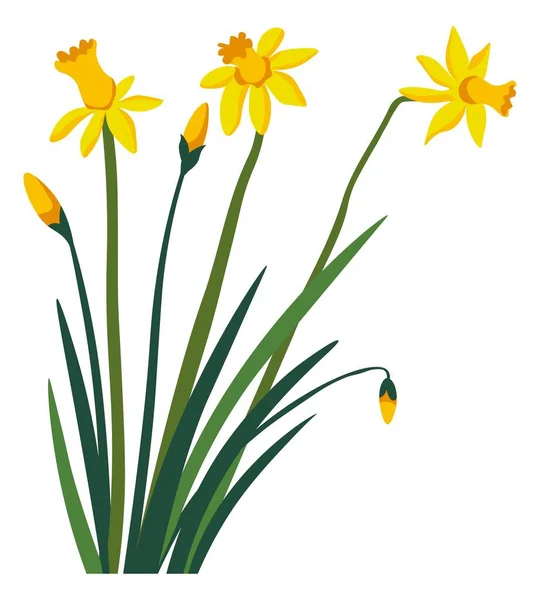 Blühende Narzissen Florale Komposition Blumengeschäft Garten Oder Wohndekoration Vereinzelte Bouquet — Stockvektor