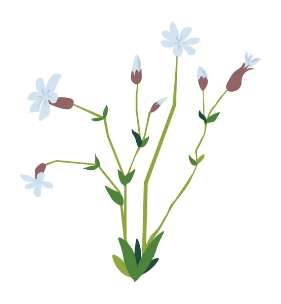 Virágzó Virág Matthiola Virág Lágy Szirmokkal Lombozattal Díszítő Ajándék Vagy — Stock Vector