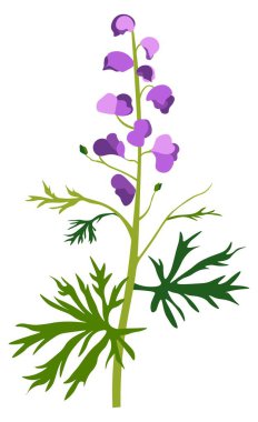 Açan akonit çiçeği, şifalı bitkinin tıbbi etkisi, dekorasyon ve tedavi. Aconitum daimi bitkisi, çiçek açmış ve gelişmekte olan kır çiçeği. Çalılar ve çalılar kompozisyonu. Düz biçimli vektör