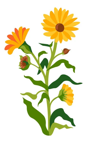 盛开的蒲公英花朵盛开 野花盛开 具有药效和治疗成份 离体植物 多年生植物或野花草 矢量呈扁平型 — 图库矢量图片