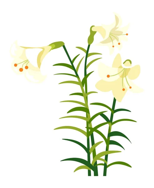 Цветущий Цветок Лилии Листьями Лепестками Изолированный Цветочный Состав Весенний Расцвет — стоковый вектор