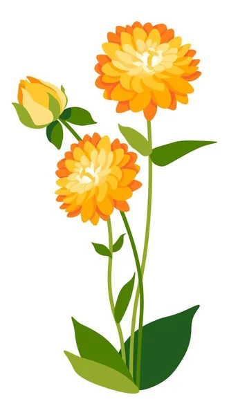 Virágzó Dália Virág Buja Lombozattal Virágzással Elszigetelt Növénytermesztés Virágos Kompozíció — Stock Vector