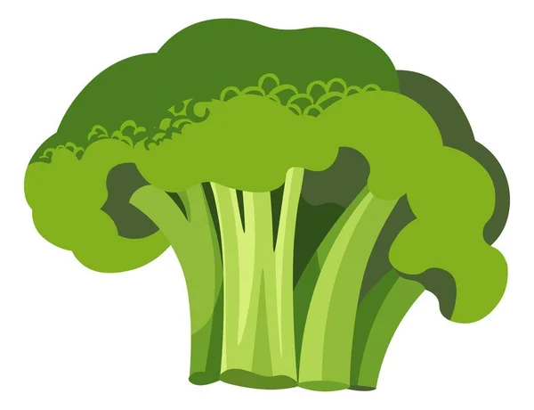 Brócoli Crudo Cocido Para Una Dieta Una Alimentación Nutrición Saludables — Vector de stock