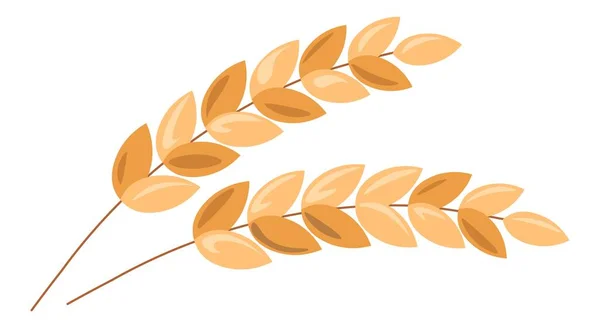 燕麦或小麦 大麦穗 孤立的小穗 秋天收获季节 有机谷物食品和食品 面粉和烘焙产品的配料 营养与自然 平面病媒 — 图库矢量图片