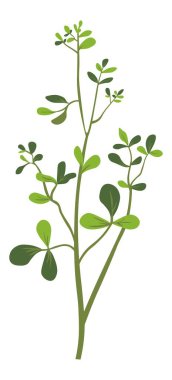 Yeşillik ve yemyeşil yapraklı bitkiler ya da çiçekler bahçe ya da meyve bahçesi için izole edilmiş çiçek süslemeleri. Bitki ya da mevsimlik botanik, yapraklar, ofis ya da yer için ev süsleri. Düz biçimli vektör