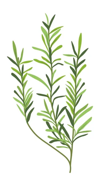 Organic Natural Herb Grass Decoration Isolated Growing Leaves Foliage Decor — Vetor de Stock