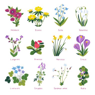 Çiçekler ve bitkiler, çiçek açan bahar çiçekleri. İzole edilmiş crocus ve primrose, erantis ve scilla, hellebore ve narcissus, crocus ve budra. Corydalis ve Kum Adam White. Düz biçimli vektör