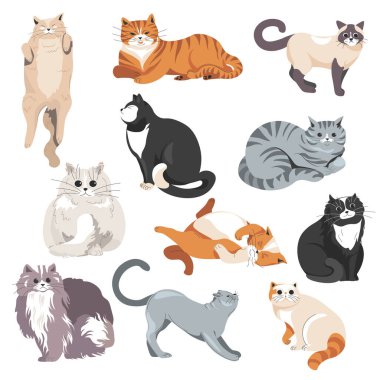 Feline animals, grown up cats and kittens with furry coat and stripes. Isolated portraits of kitty, Persian and siamese. Common breeds variety and diversity, zoo or park. Vector in flat style clipart