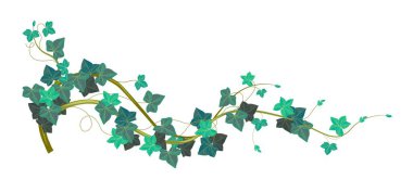 Evergreen Avrasya tırmanma tesisi, yalıtılmış sarmaşık yaprağı ve yaprakları. Hedera bitkisi, yapraklı çiçekler, saplı ve dallı, dallı ve yapraklı. Düz biçim illüstrasyonunda botanik dekor vektörü