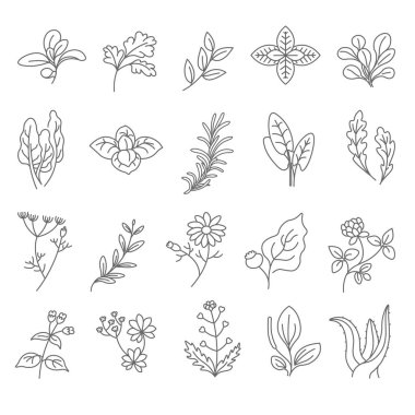 Çiçek buketleri, dallar, otlar ve baharatlar yemek ve yemek hazırlamak için. Minimalist yaprakların ve yeşilliğin izole çizimi. Oregano ve maydanoz, nane ve aloe. Düz biçimli vektör