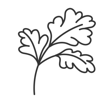 Yemek ve yemek için baharat ve otlar. Kereviz sapı ve yapraklar, yapraklar ve mis kokulu yapraklar yemek hazırlarken malzemelere ekleniyor. İzole edilmiş tek renkli taslak simgesi. Düz biçimli vektör