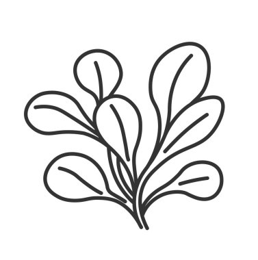 Salata ve yemek pişirmek, aromalı otlar, saplar ve yapraklar. Çiçekçilik, bahçıvanlık ve tarım tarımı. İzole edilmiş tek renkli taslak simgesi. Düz biçimli vektör