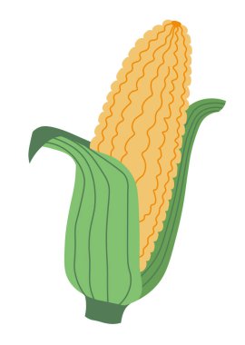 Organik tatlı mısır. Ekolojik olarak temiz tahıl bitkileri, çiftlikten yemek pişirmek için. Kaynatmak ya da patlamış mısır yapmak için lezzetli mısır. Olgun ürünlerin yapraklarla izole edilmiş kulağı. Düz biçimli vektör