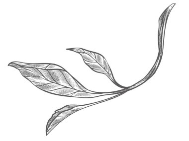 Ağaç dalları ya da çalılar, yalıtılmış yaprak ikonu, botanik biyolojik çeşitlilik. Orman ya da orman, botanik ve bahar çiçekleri. Egzotik bitki ve fidan. Tek renkli çizim taslağı. Düz biçimli vektör