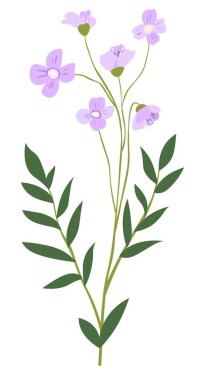 Çiçek açan Matthiola ya da Cerastium Tomentosum çiçeği yapraklı ve yapraklı izole bitki örtüsü. Mavi gözlü çayır. Botanik ve mevsimsel gelişim. Kırsal alandaki bitkiler. Düz biçimli vektör