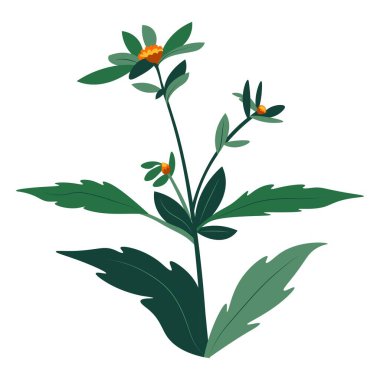 Çiçek ya da kır çiçeği, ıssız yaz ya da bahar dekoratif bitki örtüsü, çiçek açmış yabani bitki örtüsü. Çayır ya da dosyalanmış ot. Organik bitki ve bitkisel bitkilerin doğal gelişimi. Düz biçimli vektör