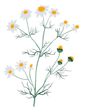 Çiçekli papatya bitkisi, ıssız bir buket yabani bitki. İlaç ve kozmetik, organik üretim ve büyümede kullanılan kır çiçekleri. Baharda Aromatik çiçekler. Düz biçimli vektör