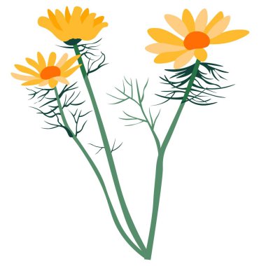 İlaç ve kozmetik ürünlerinde kullanılan bitki ya da çiçek Calendula Flora 'nın izole edilmiş bir ikonu. Doğanın iyileştirici güçleri. Botanik kokusu, yabani bitki örtüsü ve tarlalar. Düz biçimli vektör