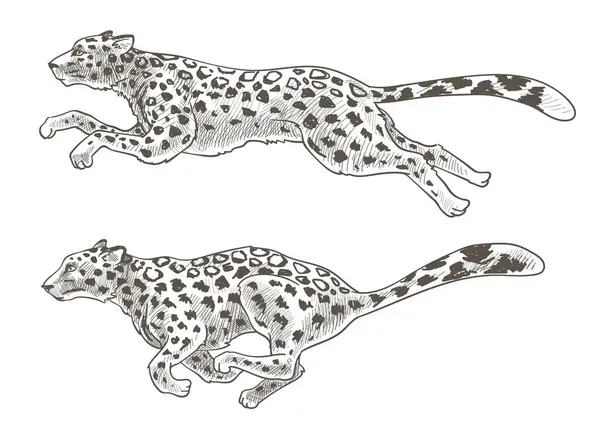 Detaillierte Vintage Stil Handgezeichnete Leoparden Vektorillustration Isoliert Auf Weiß Vektorgrafiken