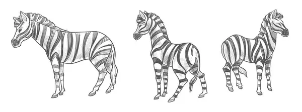 Seamless Vector Pattern Featuring Detailed Zebra Stripes Ideal Fabric Wallpaper 로열티 프리 스톡 일러스트레이션