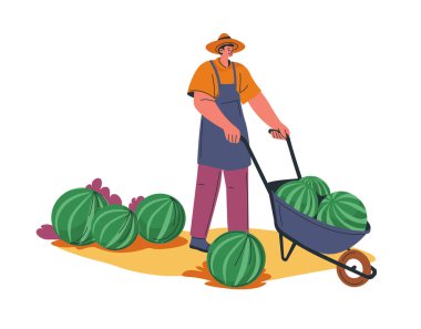 El arabasıyla karpuz toplayan bir çiftçi tasviri. Biçim modern ve düz ve vektör illüstrasyonu beyaz bir arkaplanda izole edilmiştir. Tarım veya tarım için ideal