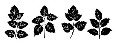 Beyaz arka planda izole edilmiş, kuşüzümü yapraklarının silüetinde bir vektör çizimi. Botanik tasarımlar ve doğa temalı projeler için elverişli.