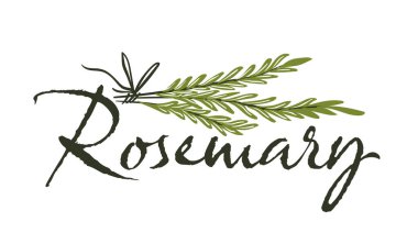 Ayrıntılı yapraklı biberiye bitkisinin el çizimi. Beyaz arka planda izole edilmiş. Mutfak ve botanik tasarımları için vektör illüstrasyonu mükemmel.