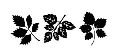 Beyaz arka planda izole edilmiş, kuşüzümü yapraklarının silüetinde bir vektör çizimi. Botanik tasarımlar ve doğa temalı projeler için elverişli.