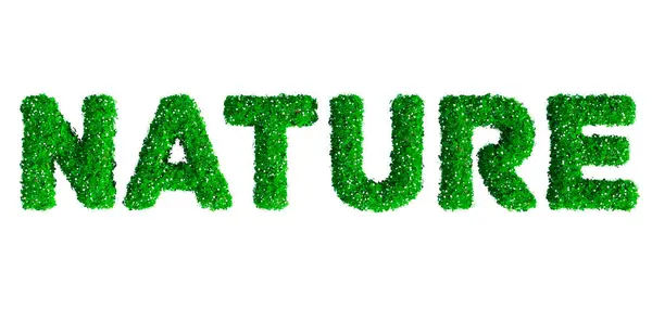 大自然 绿色草和花在白色背景下隔离而成的词 生态概念 3D插图 — 图库照片