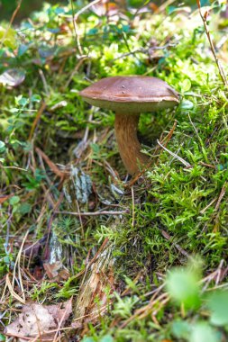Yosun ve ormandaki çimenler arasında doğal ortamlarında yetişen yabani mantarların yakın çekimi. Canlı yeşillik ve doğal çevre huzurlu ve huzurlu bir atmosfer yaratır. Doğa için ideal.