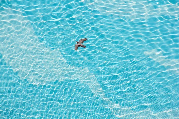 High angle view of swimming pool with flying bird.
