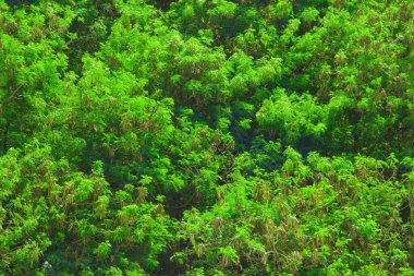 Tayland 'da astropikal yeşil ormanın kusursuz dokusu.