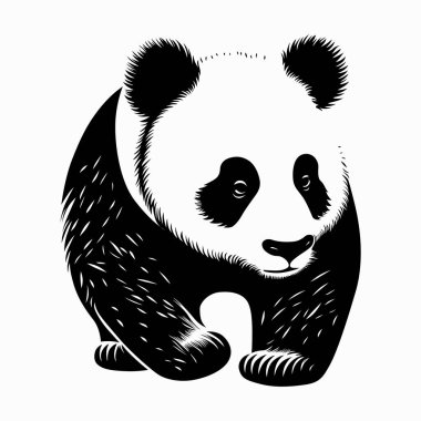 Dev panda Çin siyah beyaz ayısı