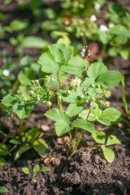 Bahçede genç çilek çalılar