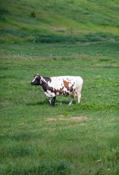 孤独的母牛在田野里吃草 — 图库照片