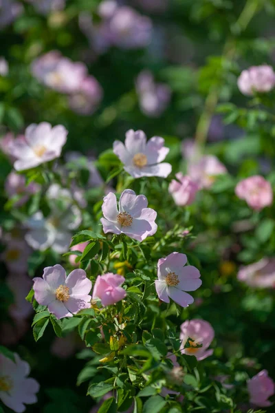 Delicate Rose Hip Flowers Sun — Stock Photo, Image