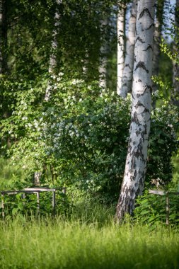 Ağaçlar arasında beyaz yasemin çalısı