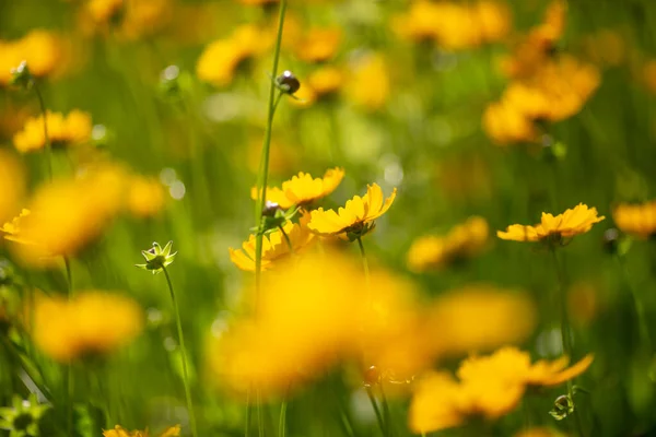 Feld Gelbe Blumen Auf Dem Grünen Laubhintergrund — Stockfoto